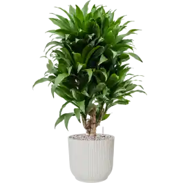 Goed beoordeeld - Dracaena Compacta in Elho Vibes Wit