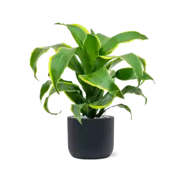 Topkwaliteit - Dracaena Dorado in Baq Ease Cylinder Antraciet
