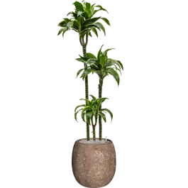 Dracaena Dorado in Baq Polystone Balloon Rock - Mis het niet
