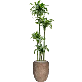 Dracaena Dorado in Baq Polystone Coppa Rock - Verlaagde prijs