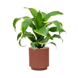 Dracaena Dorado in Capi Nature Groove Cilinder Rood | Voordeelprijs