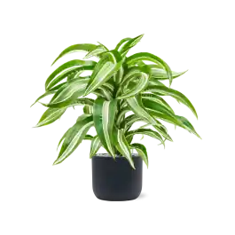 Shop nu | Dracaena Jade Jewel in Baq Ease Cylinder Antraciet