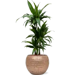 Dracaena Janet Craig in Baq Opus Hammered Globe Goud - Actieprijs