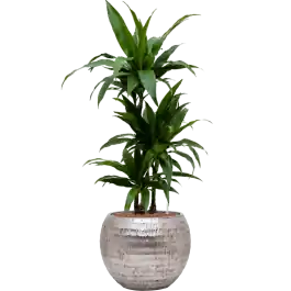 Goed beoordeeld - Dracaena Janet Craig in Baq Opus Hammered Globe Zilver