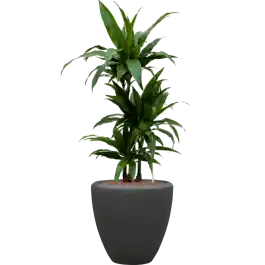 Direct leverbaar - Dracaena Janet Craig in Baq Polystone Couple Zwart