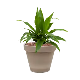 Expreslevering | Dracaena Janet Craig in Terracotta Grijs