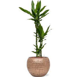 Prijs verlaagd | Dracaena Janet Lind in Baq Opus Hammered Globe Goud