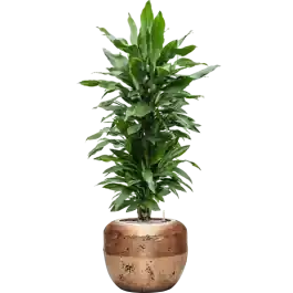 Uitverkoop | Dracaena Janet Lind in Baq Opus Raw Goud