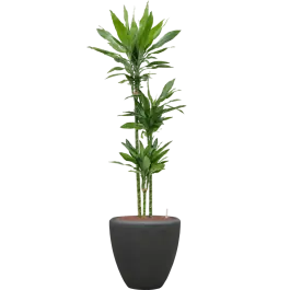 Nieuw binnen | Dracaena Janet Lind in Baq Polystone Couple Zwart