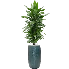 Dracaena Janet Lind in Marly Vase Blauw - Nieuw binnengekomen