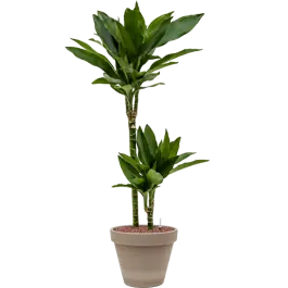 Dracaena fragrans Janet Lind in Terracotta Grijs - Veilig betalen