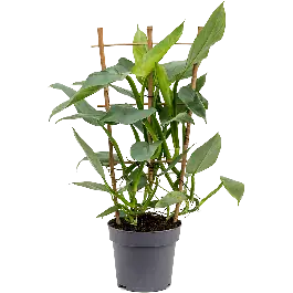 Philodendron Silver Queen rek | Nu beschikbaar