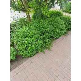 Osmanthus burkwoodii | Topkwaliteit