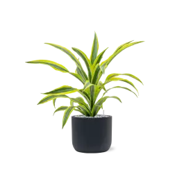 Vanaf nu beschikbaar - Dracaena Lemon Lime in Baq Ease Cilinder Zwart