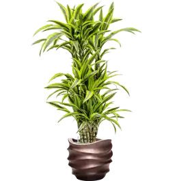 Klaar voor verzending | Dracaena Lemon Lime in Baq Metallic Lee Couple Coffee