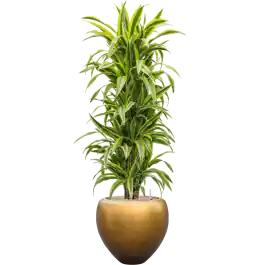 Dracaena Lemon Lime in Baq Metallic Couple Honey | Speciale deal