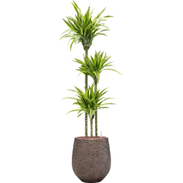 Dracaena Lemon Lime in Baq Opus Darcy Goud | Hoog gewaardeerd
