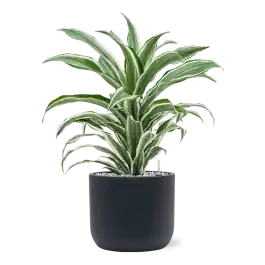 Online bestelbaar - Dracaena White Jewel in Baq Ease Cylinder Antraciet