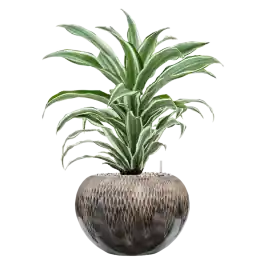 Professionele kwaliteit | Dracaena White Jewel in Baq Luxe Lite Comet Globe