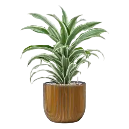 Dracaena White Jewel in Capi Nature Groove Egg - Veel voordeel