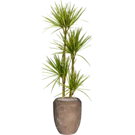 Dracaena Sunray in Baq Polystone Coppa Rock | Topdeal