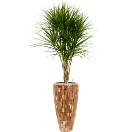 Favoriet van klanten - Dracaena Marginata in Baq Facets Jenga Partner
