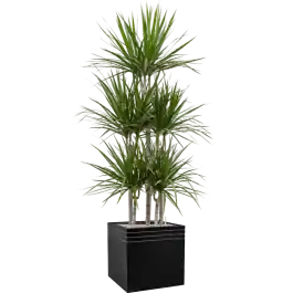 Dracaena Marginata in Line-Up Cube Matt Zwart met wielplaat - Koopje