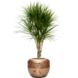 Alleen deze week | Dracaena marginata in Baq Opus Raw Goud