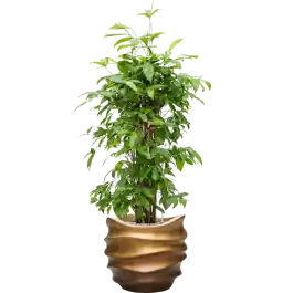 Populair bij klanten | Dracaena Surculosa in Baq Metallic Lee Couple Honey