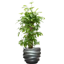 Flitsaanbieding | Dracaena Surculosa in Baq Metallic Lee Couple Grey