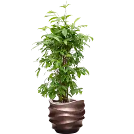 Dracaena Surculosa in Baq Metallic Lee Couple Coffee - Trending