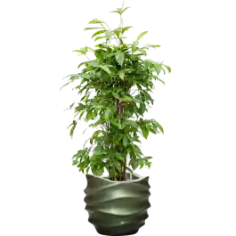 Bespaar meer | Dracaena Surculosa in Baq Metallic Lee Couple Groen