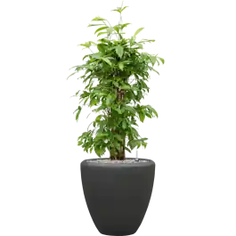 Online bestellen - Dracaena Surculosa in Baq Polystone Couple Zwart