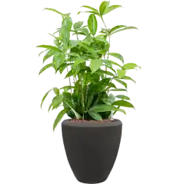 Dracaena Surculosa in Baq Polystone Couple Zwart - Pak je kans