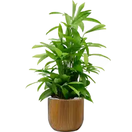 Sale - Dracaena Surculosa in Capi Nature Groovev Egg