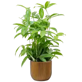 Veilig winkelen | Dracaena Surculosa in Capi Nature Groove Egg