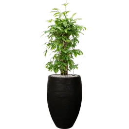 Verlaagde prijs | Dracaena Surculosa in Capi Nature Rib Vase Deluxe Zwart