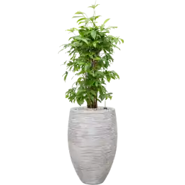Dracaena Surculosa in Capi Nature Rib Vase Deluxe Wit | Expreslevering