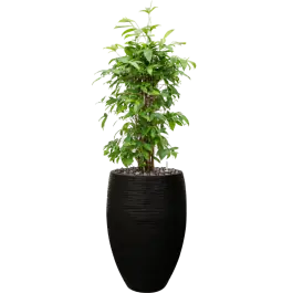 Zolang de voorraad strekt - Dracaena Surculosa in Capi Nature Rib Vase Deluxe Zwart