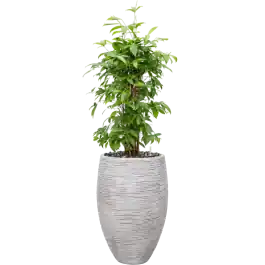 Dracaena Surculosa in Capi Nature Rib Vase Deluxe Wit | Flitsaanbieding