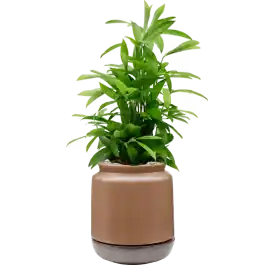 Hoge kwaliteit | Dracaena Surculosa in Mori