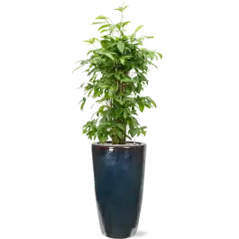 Eenvoudig retourneren | Dracaena Surculosa in Emperador Partner Straight Metal