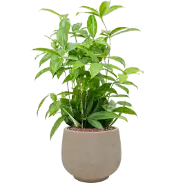 Nieuw in de shop | Dracaena Surculosa in Rough