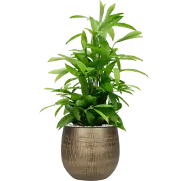 Opruiming | Dracaena Surculosa in Ryan Gold
