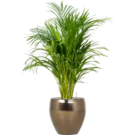 Nieuw gelanceerd - Areca Lutescens in Amora Couple Goud