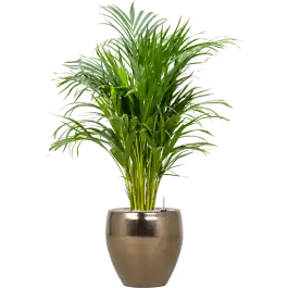 Online bestellen | Areca Lutescens in Amora Couple Goud