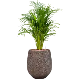 Areca Lutescens in Baq Opus Hit - Hoog gewaardeerd