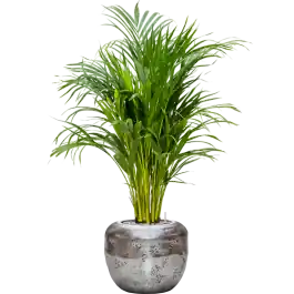 Areca Lutescens in Baq Opus Raw Zilver - Premium