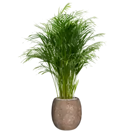 Direct beschikbaar | Areca Lutescens in Baq Polystone Coated Balloon Bruin