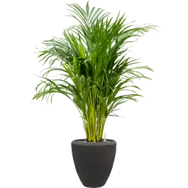 Slechts tijdelijk - Dypsis (Areca) lutescens in Baq Polystone Plain